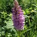Heath Spotted Orchid - Photo (c) Rita, some rights reserved (CC BY-NC-ND)