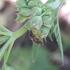 Orthops