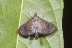 Almonia