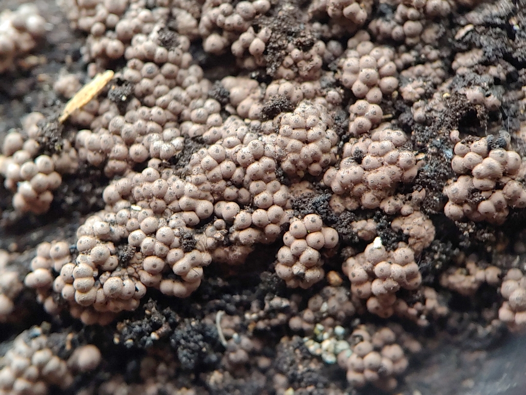 Hypoxylon lenormandii