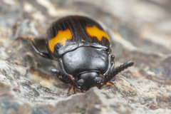 Diaperinae
