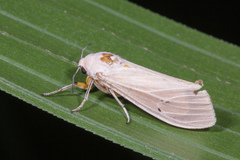 Creatonotos transiens vacillans