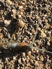Scolopendra aztecorum