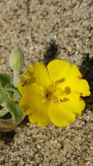 Camissoniopsis cheiranthifolia cheiranthifolia