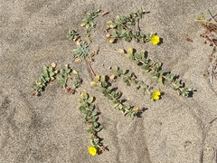 Camissoniopsis cheiranthifolia cheiranthifolia
