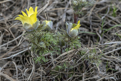 Adonis villosa