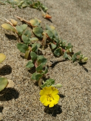Camissoniopsis cheiranthifolia cheiranthifolia