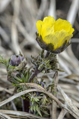 Adonis villosa