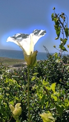 Calystegia macrostegia amplissima