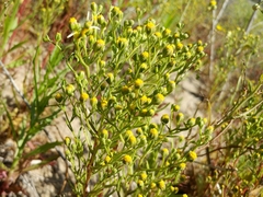 Amblyopappus pusillus
