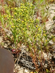 Amblyopappus pusillus