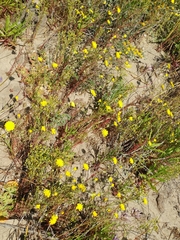 Malacothrix foliosa foliosa