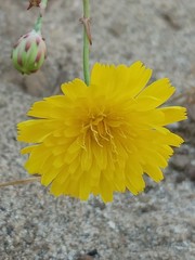 Malacothrix foliosa foliosa