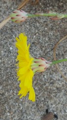 Malacothrix foliosa foliosa