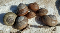 Xerarionta intercisa