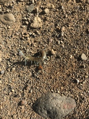 Scolopendra aztecorum