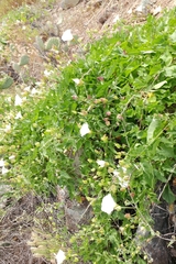 Calystegia macrostegia amplissima