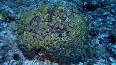 Lobophyllia corymbosa