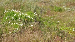 Calystegia macrostegia amplissima