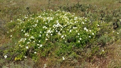 Calystegia macrostegia amplissima