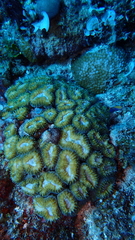 Lobophyllia corymbosa