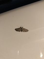 Eupithecia miserulata