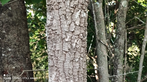 Image of Agonandra brasiliensis by (c) Thomaz Ricardo Favreto Sinani, some rights reserved (CC BY)