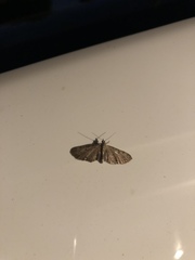 Eupithecia miserulata