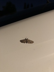 Eupithecia miserulata