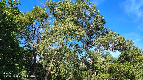 Image of Agonandra brasiliensis by (c) Thomaz Ricardo Favreto Sinani, some rights reserved (CC BY)