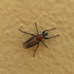 Bibio hortulanus