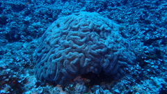 Lobophyllia flabelliformis
