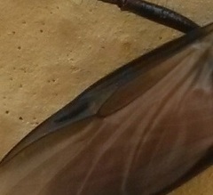 Bibio hortulanus
