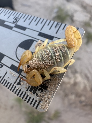 Paruroctonus shulovi