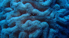Lobophyllia flabelliformis