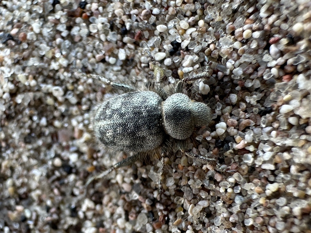 Amargosa Miloderes Weevil