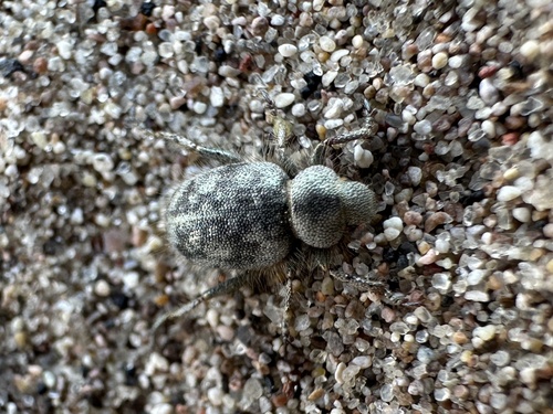 Amargosa Miloderes Weevil