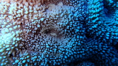 Lobophyllia flabelliformis