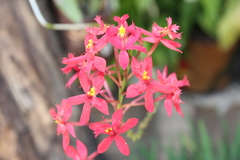 Epidendrum × obrienianum