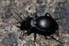 Carabus convexus