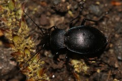 Carabus convexus