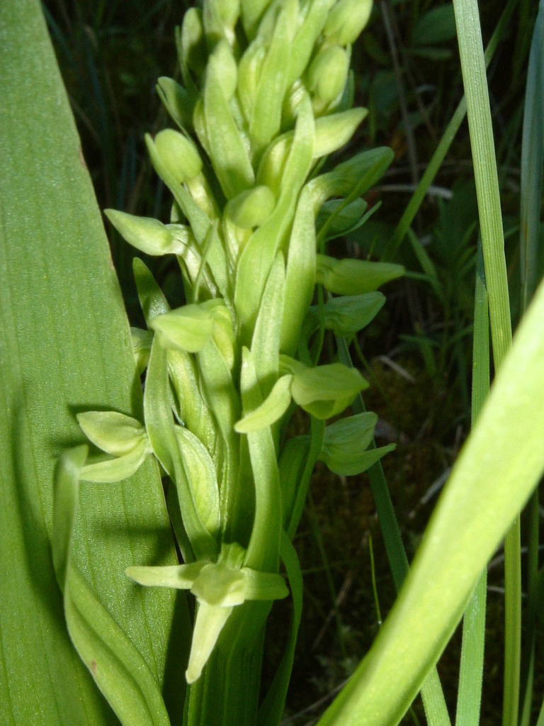 Platanthera huronensis
