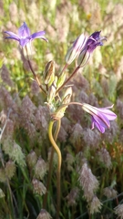 Brodiaea kinkiensis