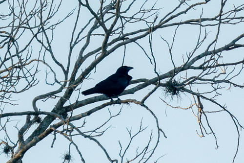 Cuban Palm Crow (Corvus minutus), photo 1