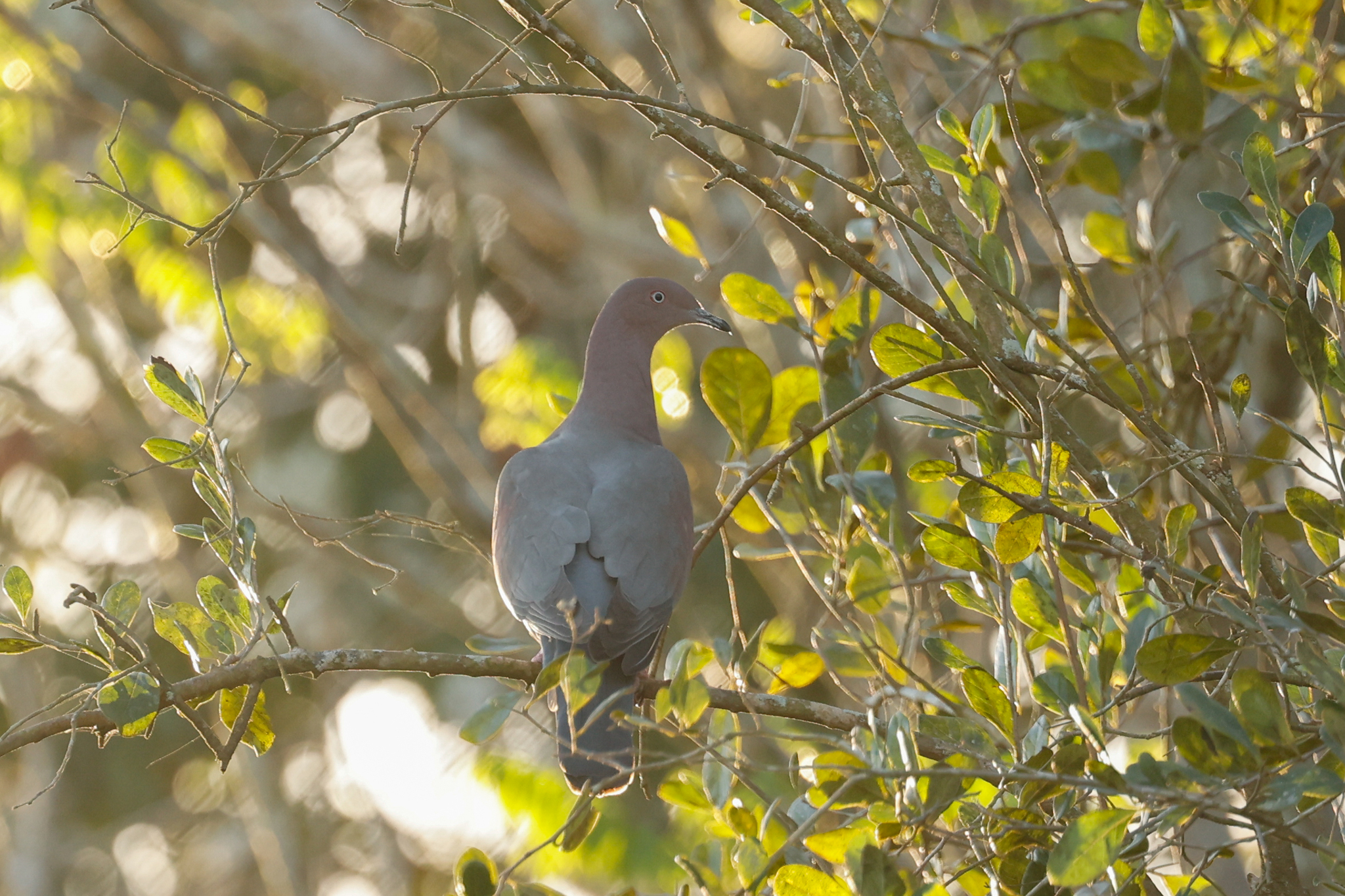 Plain Pigeon (Patagioenas inornata), photo 8