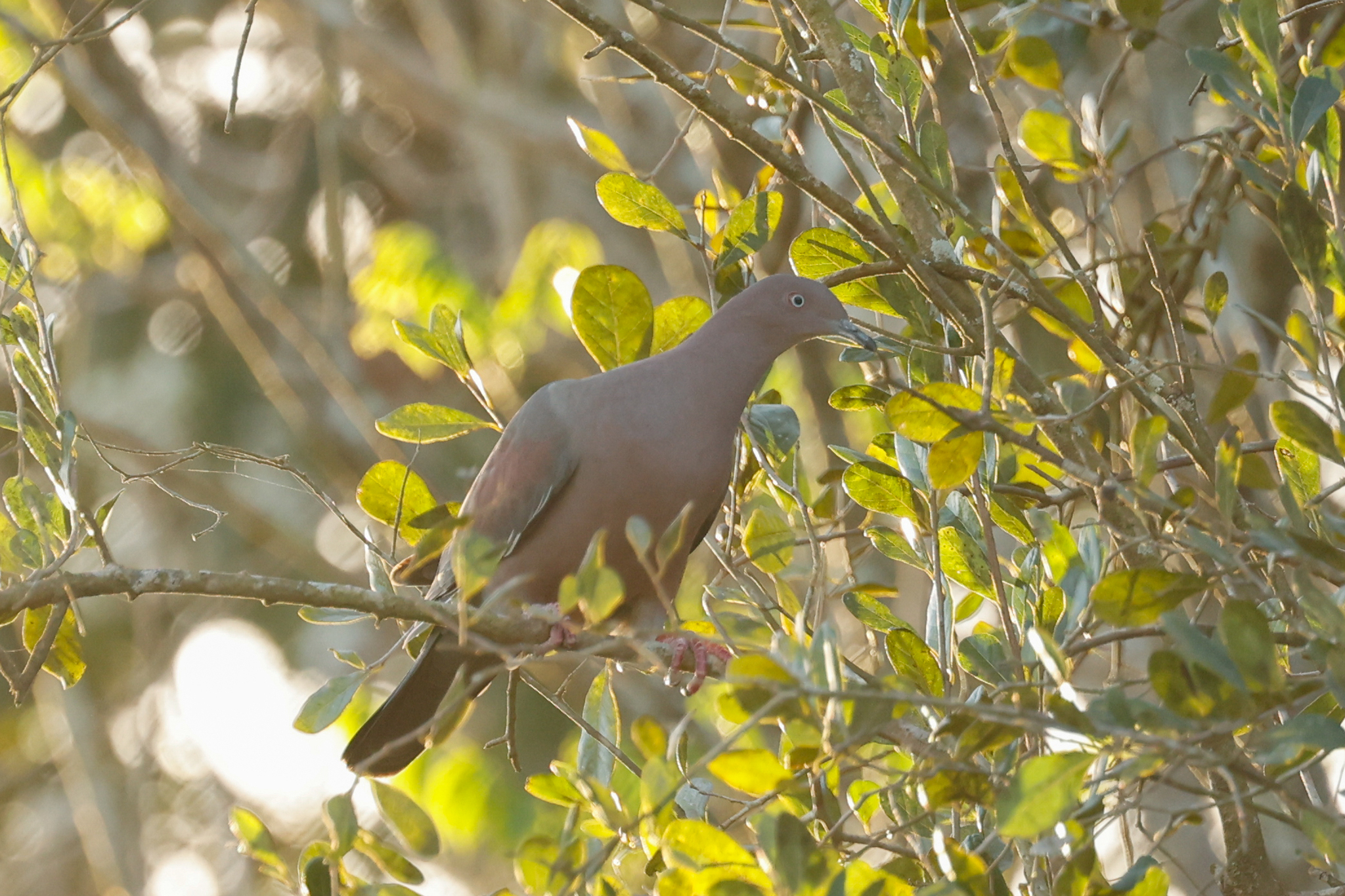Plain Pigeon (Patagioenas inornata), photo 7