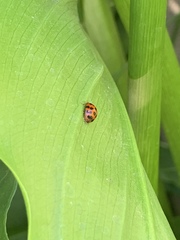 Harmonia axyridis
