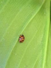 Harmonia axyridis