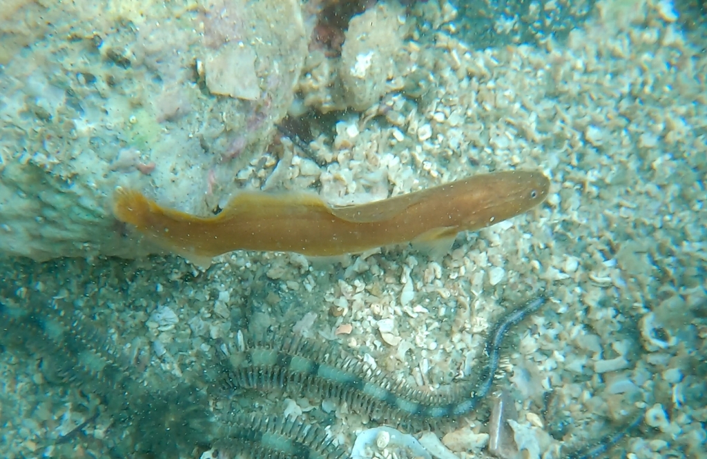 Ogilbia boydwalkeri