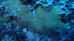 Montipora verrucosa